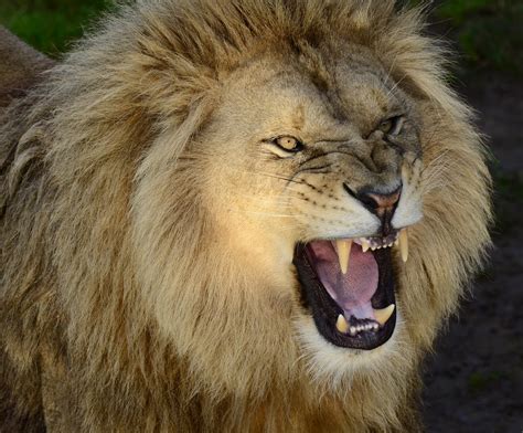 Lion S Roar Bwin