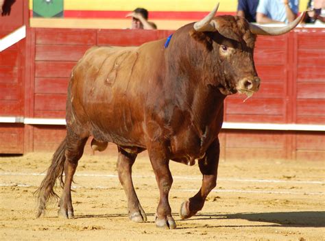 Los Toros Betfair