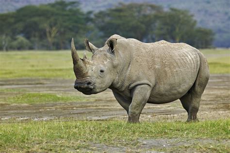 Majestic White Rhino Betano