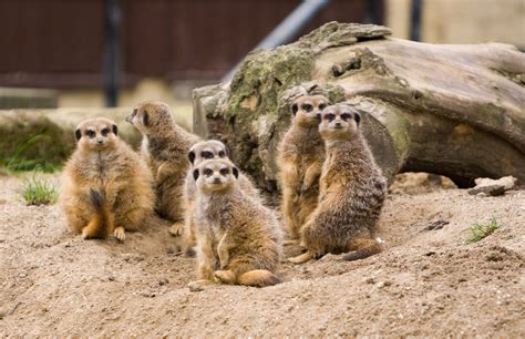 Meerkats Family Betway