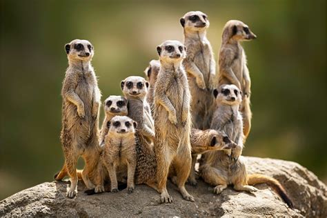 Meerkats Family Brabet