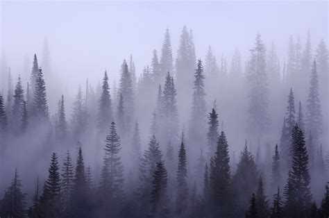 Misty Forest Brabet