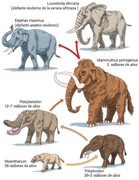 O Elefante Rei De Maquina De Fenda