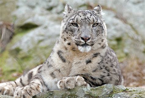 O Snow Leopard Maquina De Fenda