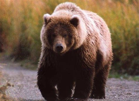 O Urso Selvagem Maquina De Fenda