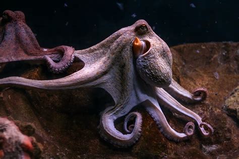 Octopus Betsul