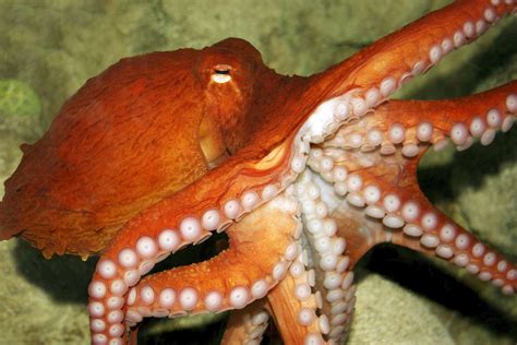 Octopus Life Betsul