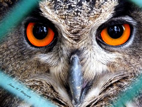 Owl Eyes Nova Bodog