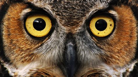 Owl Eyes Parimatch