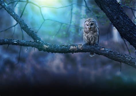 Owl In Forest Netbet