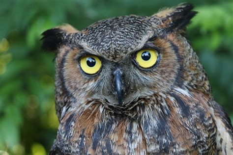 Owls Betsul