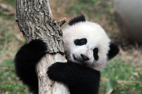 Panda Panda Brabet