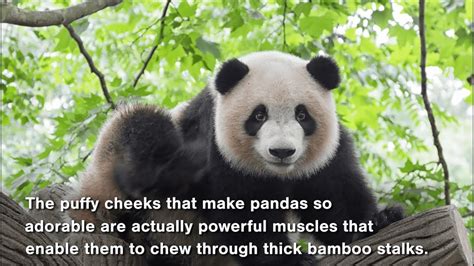 Panda S Wealth Bwin