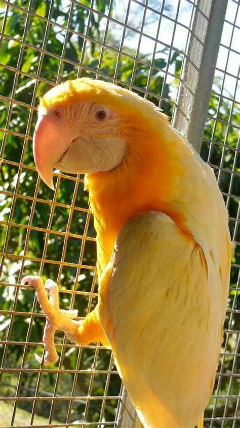 Parrots Gold Brabet