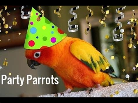 Party Parrot Brabet