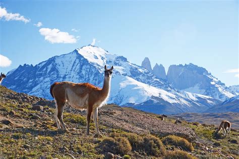 Patagonia Wild Betway
