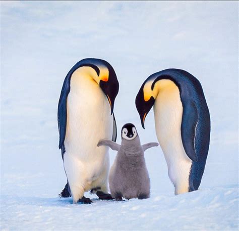 Penguin Family Betway