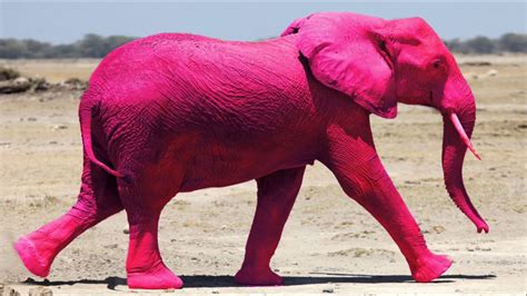 Pink Elephants Bwin