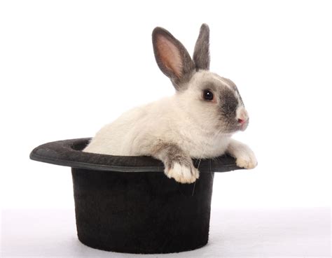 Rabbit In The Hat Bodog