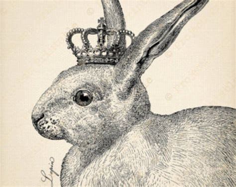Rabbit S Crown Brabet