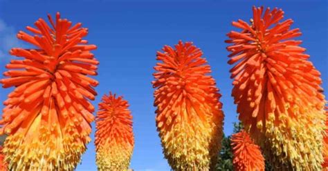 Red Hot Poker Cultivo