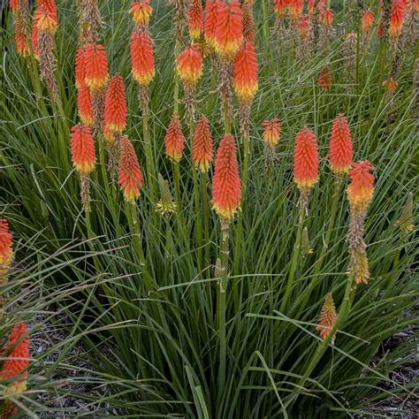 Red Hot Poker Planta De Zonas De