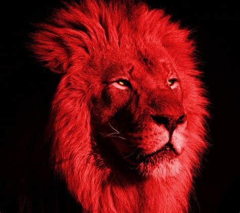 Red Lion Brabet