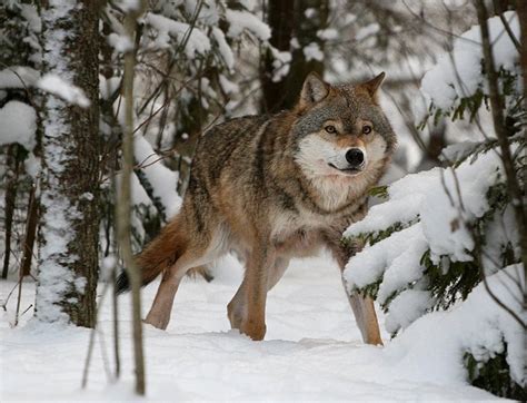 Russian Wolf Parimatch