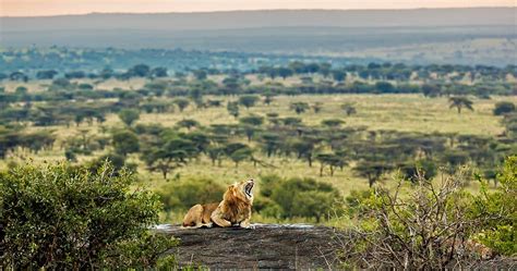 Serengeti Wilds Betsul