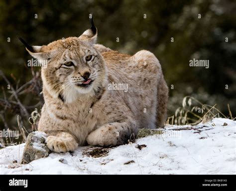 Siberian Lynx Betano