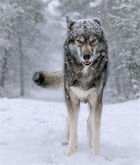 Siberian Wolves Bet365