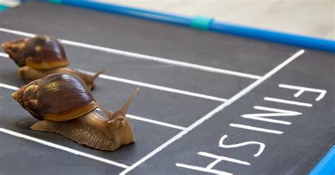 Snail Race Bet365