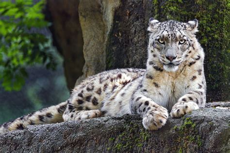 Snow Leopard Sportingbet