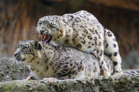 Snow Leopards Parimatch