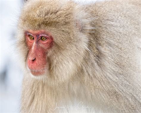 Snow Monkeys Bwin