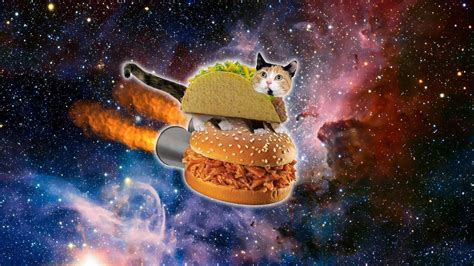 Space Cat Bodog