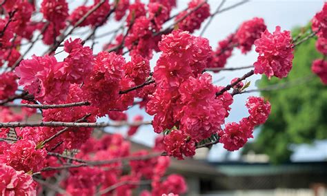 Spring Blossom Betano