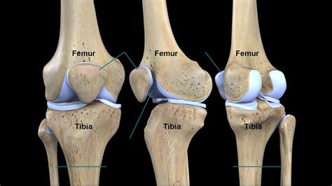 Tibia Bolsa De Fenda