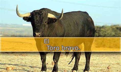 Toro Bravo Novibet