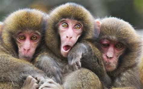 Triple Monkey 3 Brabet