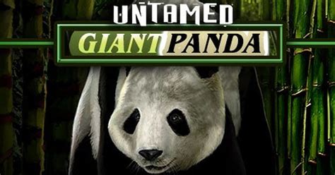 Untamed Giant Panda Brabet
