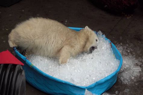 Urso Polar De Merda Na Piscina