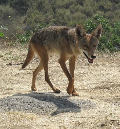 Wild Coyote Novibet