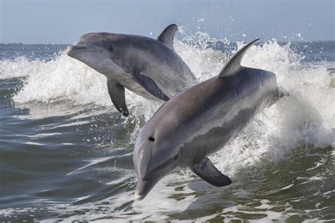 Wild Dolphins Parimatch