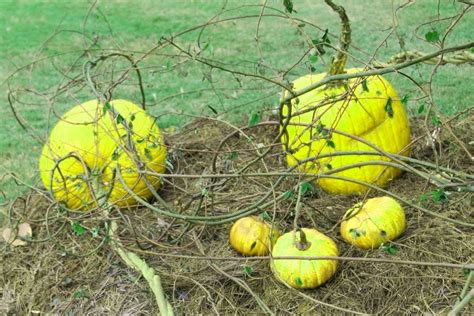 Wild Pumpkins Brabet