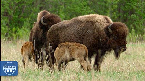 Wild Wood Buffalo Netbet