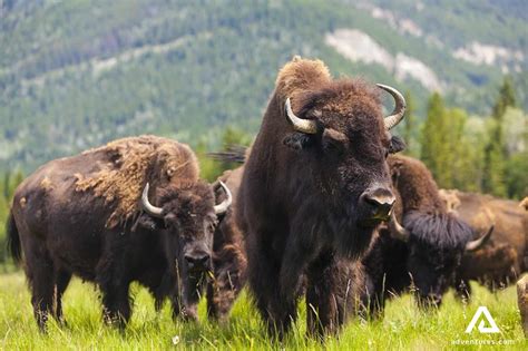 Wild Wood Buffalo Review 2024