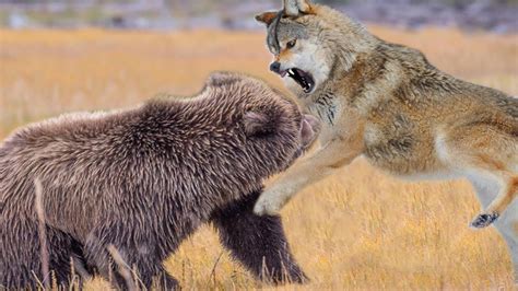 Wolf Bear Betway
