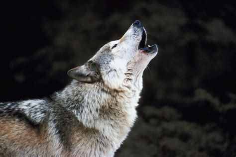 Wolf Howl Leovegas