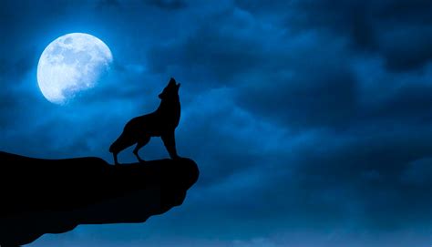 Wolf Night Brabet